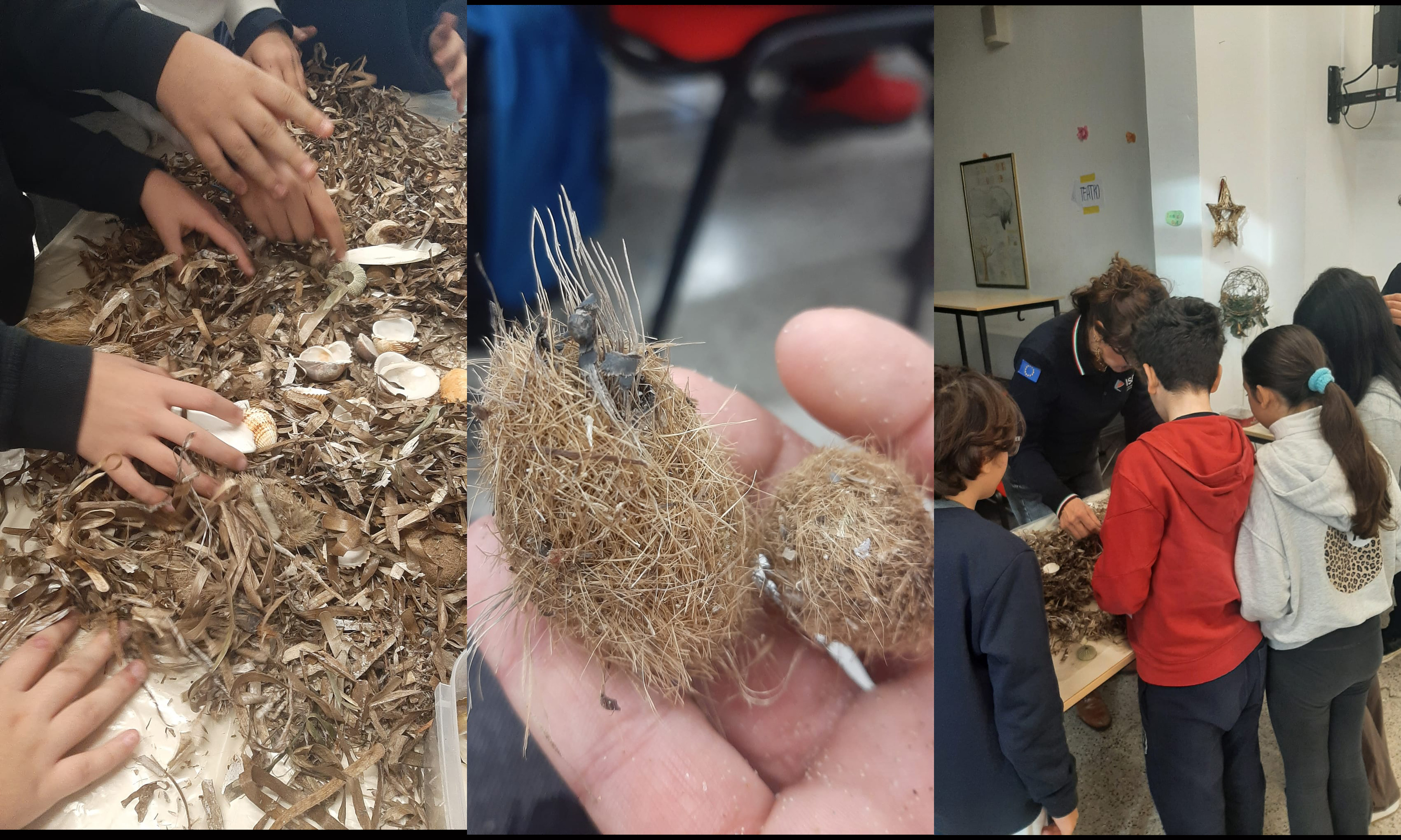 PROGETTO ISPRA - Poseidonia spiaggiata